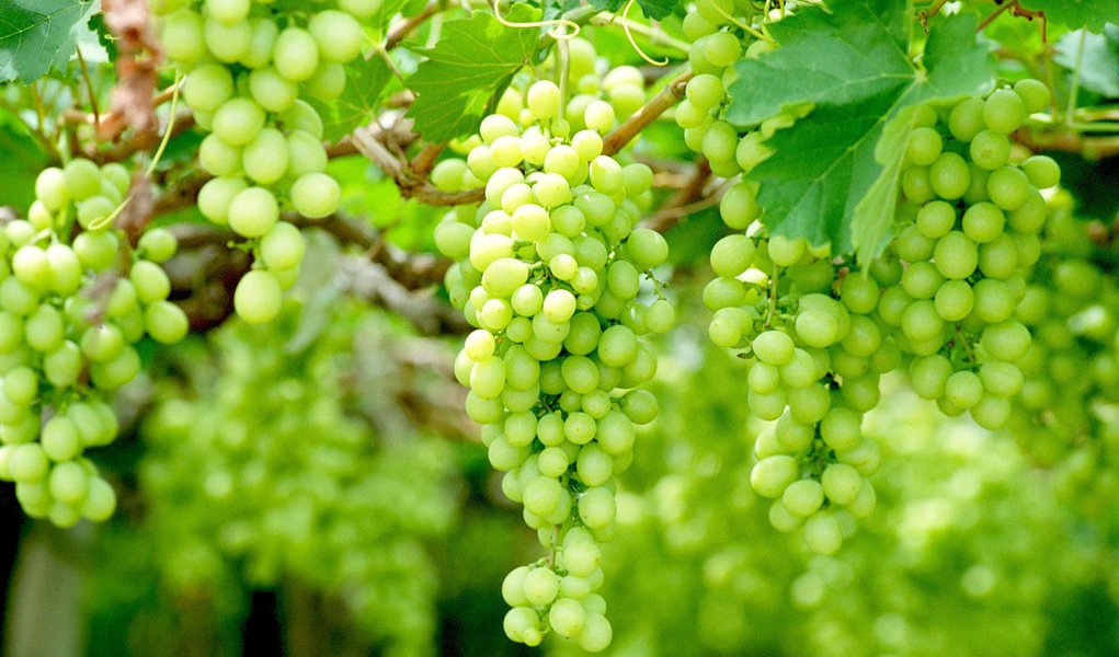 Crise na Europa não afeta exportações de frutas