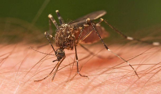Paraguai sofre pior epidemia de dengue da história