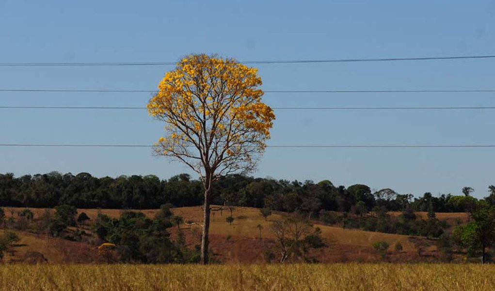 Cerrado é louvado, mas pouco preservado