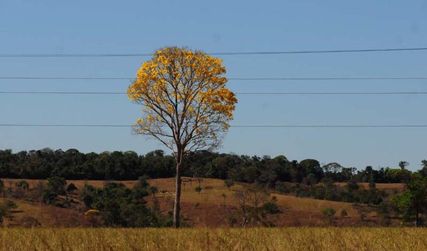 Cerrado é louvado, mas pouco preservado