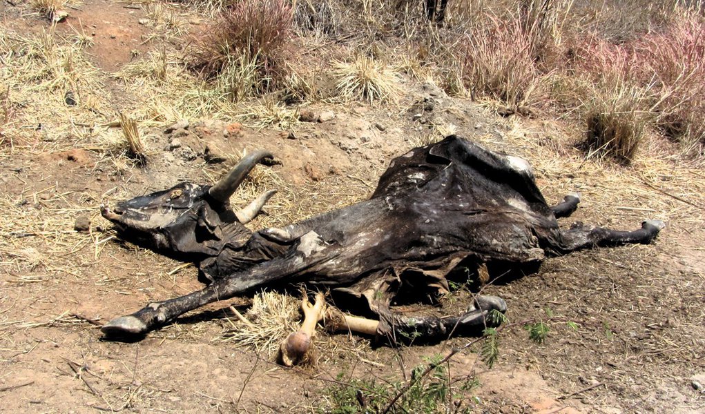 Seca já matou um milhão de bois na Bahia