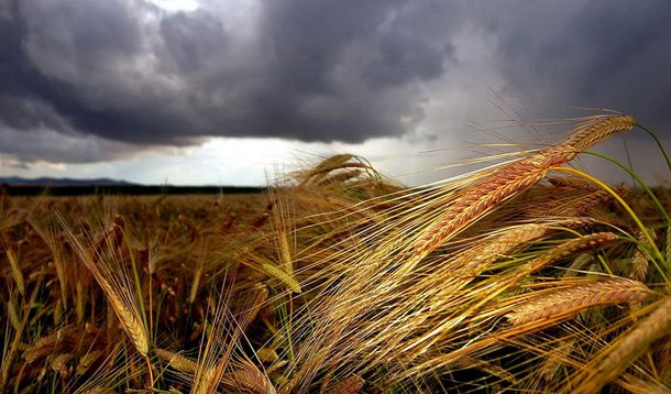 Açúcar, cereais e óleos estimulam preços dos alimentos, diz FAO