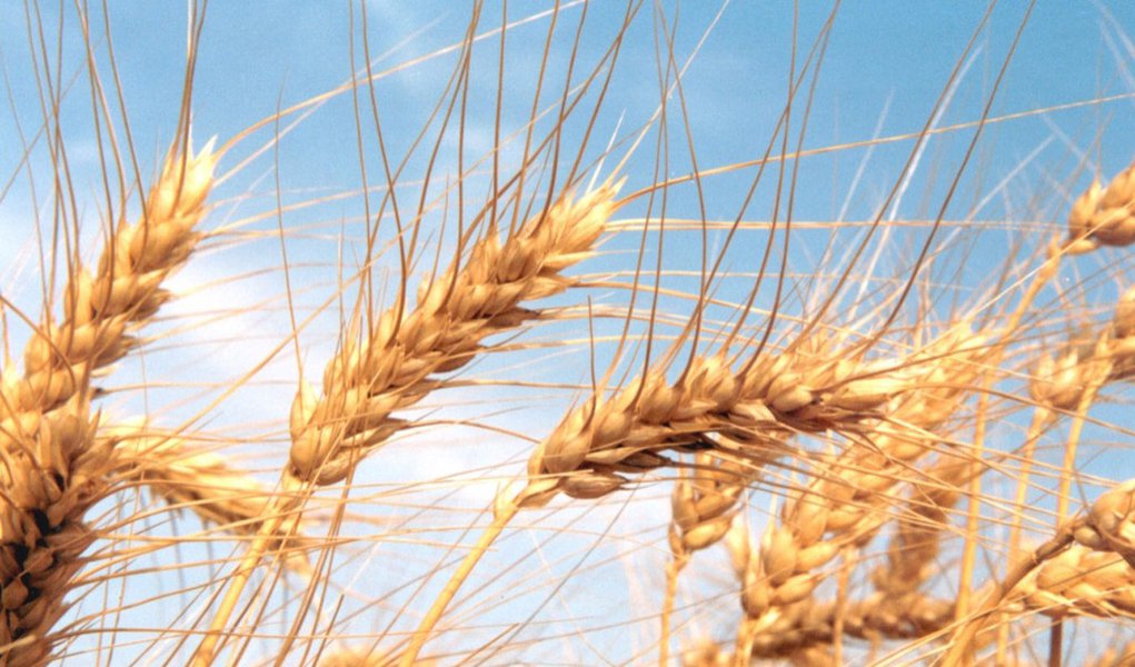 PIB agropecuário é puxado por exportações e produtividade