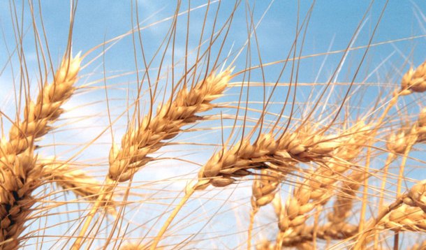 PIB agropecuário é puxado por exportações e produtividade