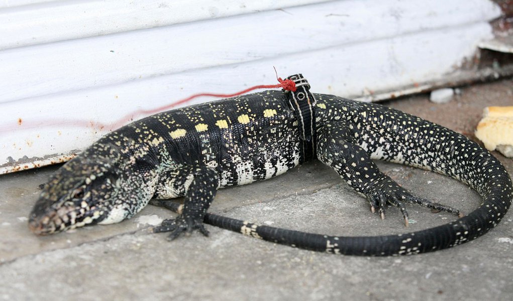 Armas e um lagarto são apreendidos no Rio