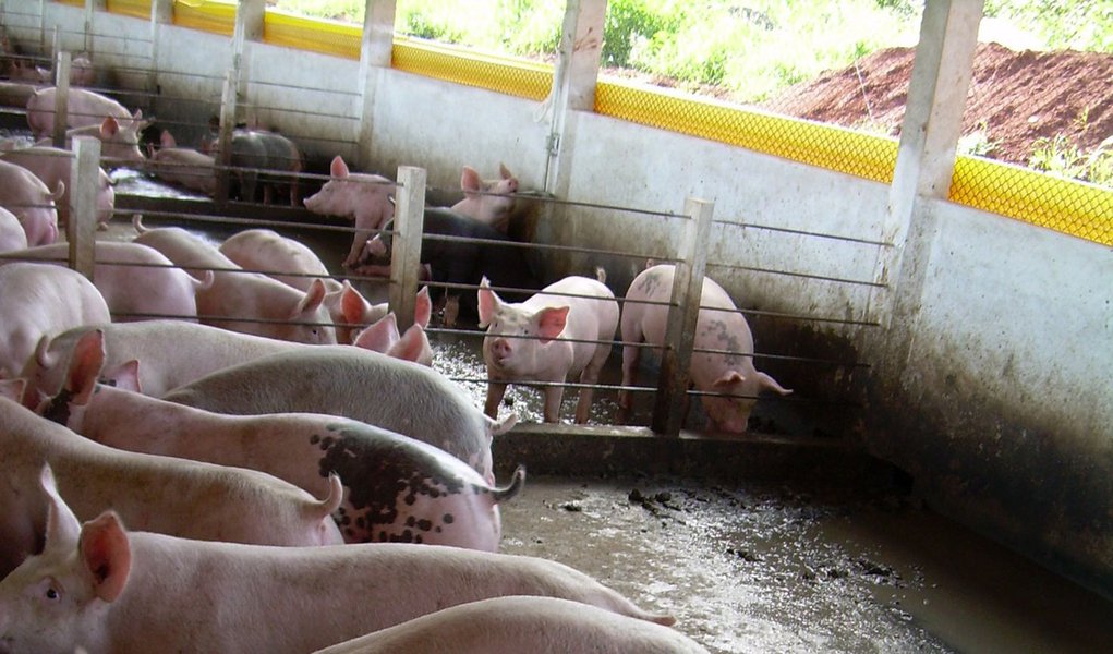 Vendas de carne suína superam embargos russo e argentino