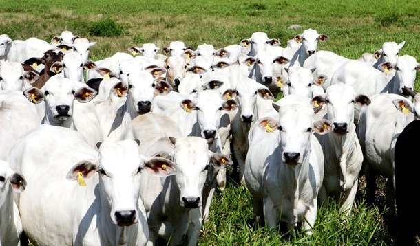 Mais duas fazendas da Boi Gordo irão a leilão