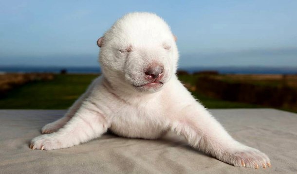 Filhote de urso polar será destaque em reality