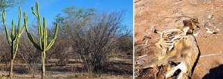 Seca alcança 121 dos 184 municípios pernambucanos