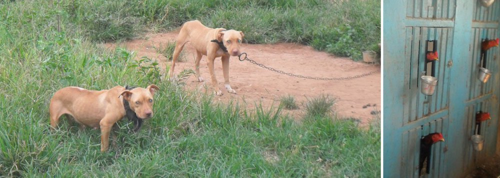 Operação estoura rinha de cães e galos em Aparecida