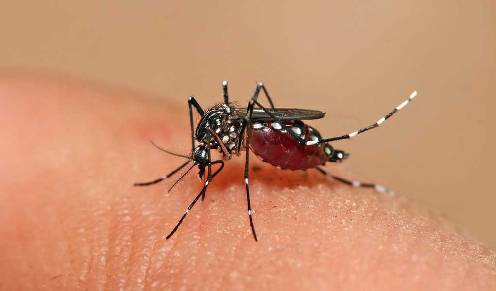 Bahia é campeã em casos de dengue no Nordeste
