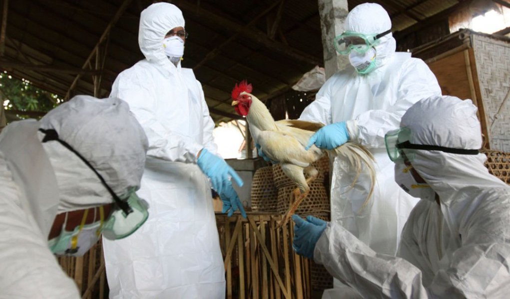 China se mobiliza no combate a nova gripe aviária