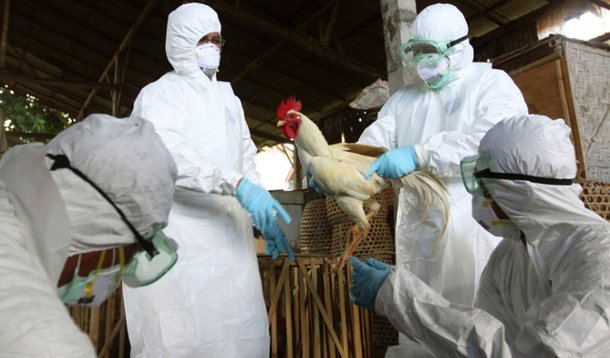 China se mobiliza no combate a nova gripe aviária