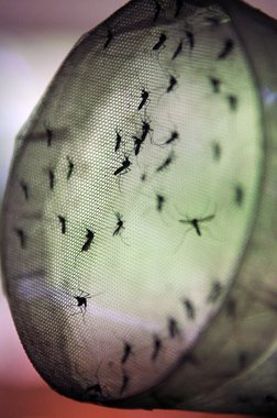 Em Minas, casos de dengue até março chegam a 38 mil