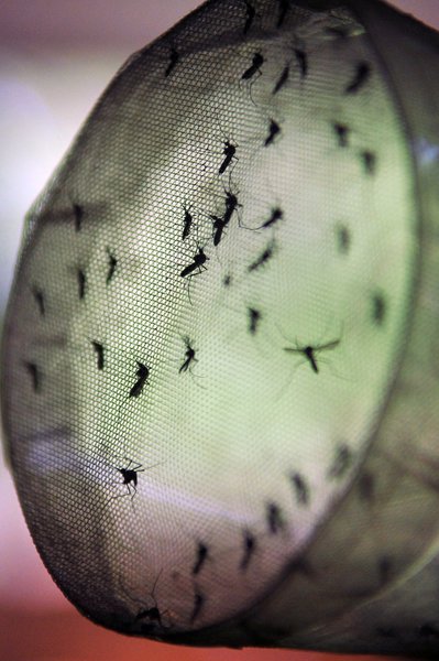Em Minas, casos de dengue até março chegam a 38 mil