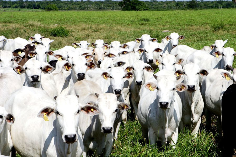 Carne bovina é 41,6% das exportações do setor