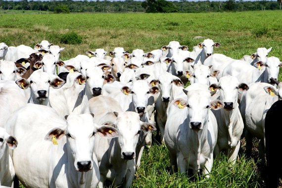 Carne bovina é 41,6% das exportações do setor