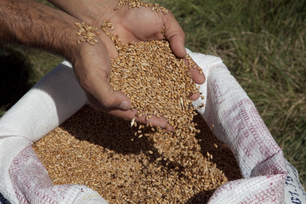 Com melhora do trigo gaúcho, produtores usam terras no inverno