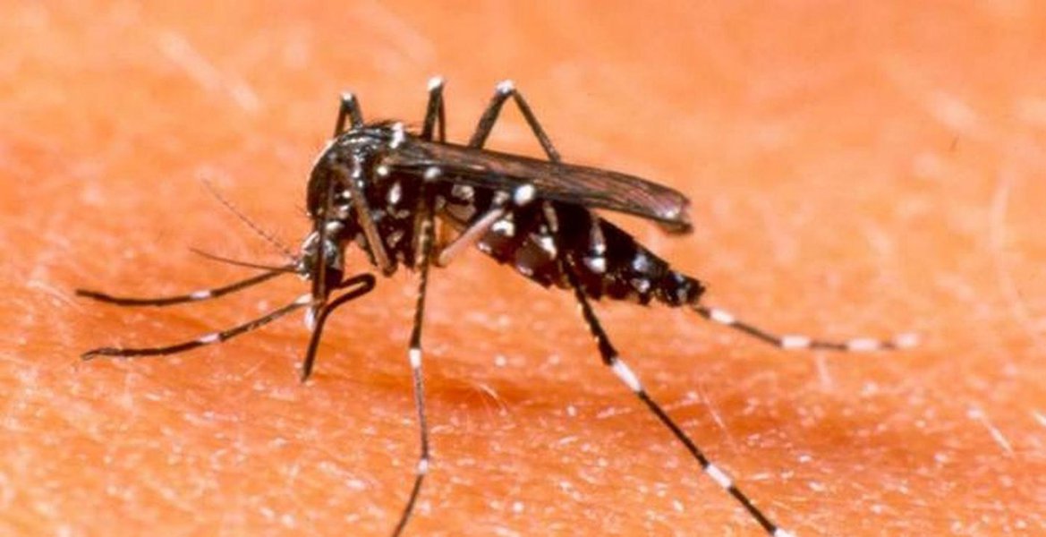 Dengue na Capital: 27 mil casos em dois meses