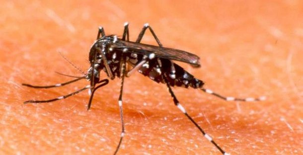 Dengue na Capital: 27 mil casos em dois meses