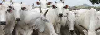 Goiás comemora 18 anos sem febre aftosa