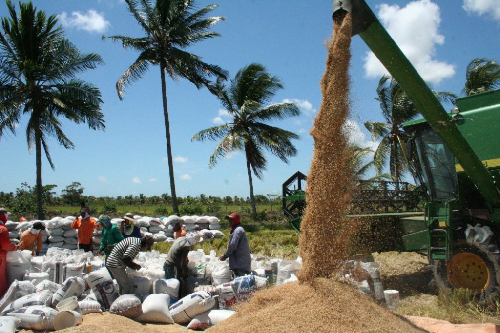 Boa notícia: Sergipe bate recorde na produção de arroz