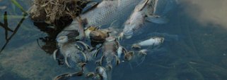 Amma estuda mortandade de peixes no Cascavel