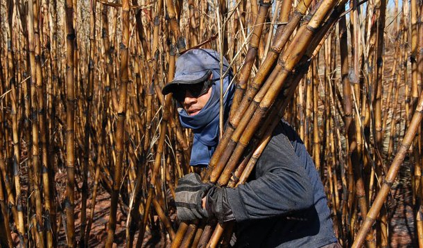 Canavieiros cobram ajuda Federal em função da seca