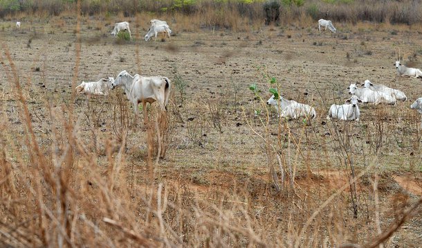 Nordeste tem a pior seca das últimas décadas