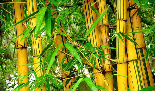 Bambu é alternativa de energia limpa