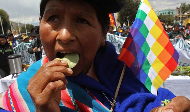 ONU reconhece direito de se mastigar folha de coca