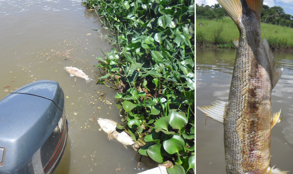 Usina multada em R$ 80 mil por mortandade de peixes