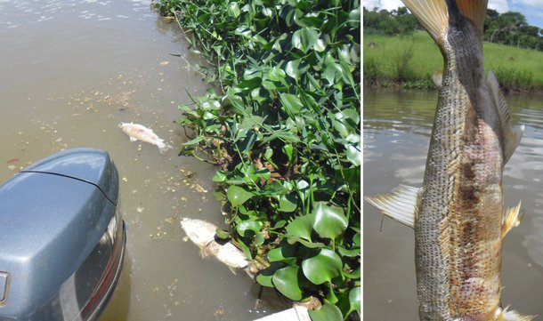 Usina multada em R$ 80 mil por mortandade de peixes