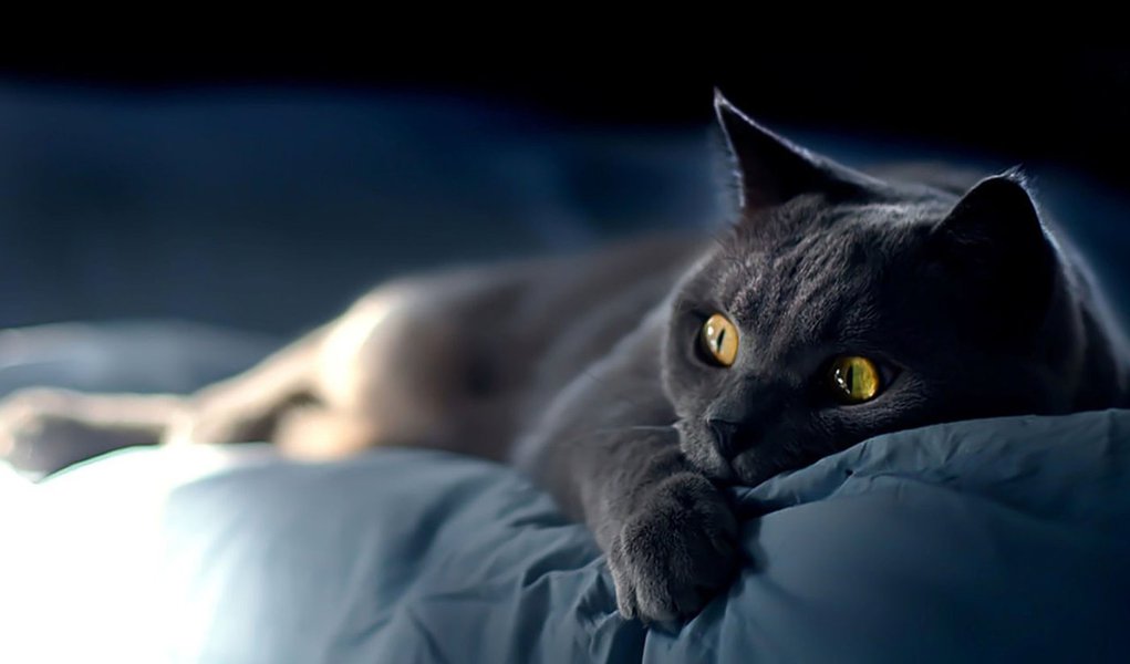 O gato, grão-mestre da sabedoria