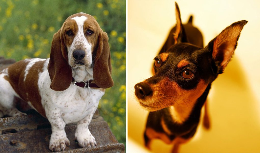 Mulher joga dois cães pela janela do 10º andar