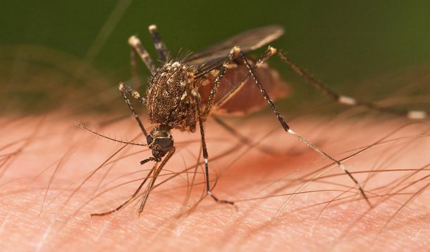 Estado recebe R$ 8,5 mi para combate à dengue