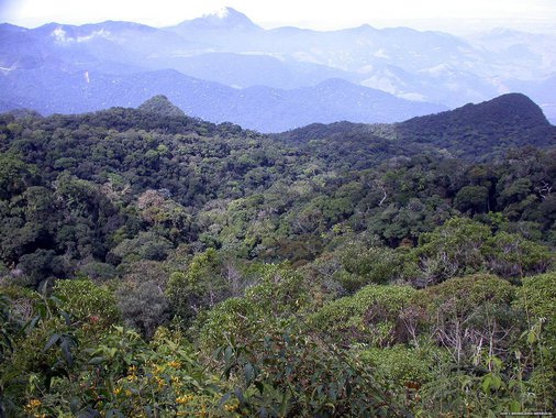 Minas divulga ações de combate ao desmatamento