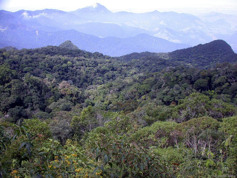 Minas divulga ações de combate ao desmatamento