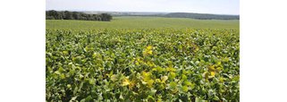 Goiás deve aderir ao Cadastro Ambiental Rural