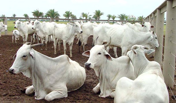 Paraguai nega que Brasil e Argentina tenham fechado fronteiras para o gado do país