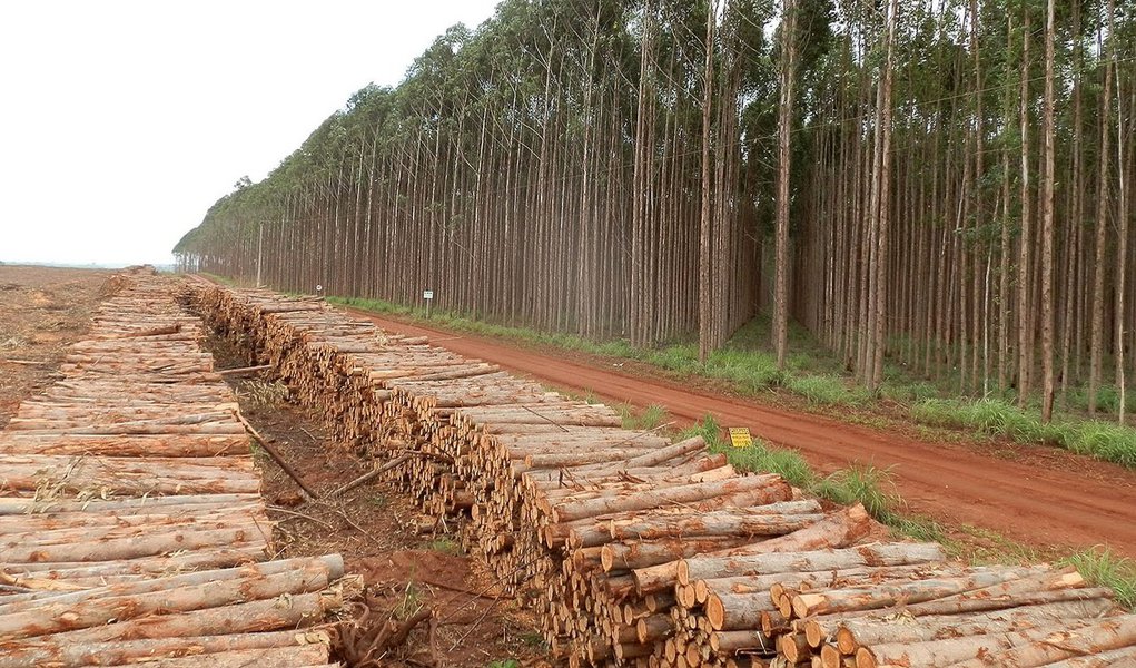 Plantio de eucaliptos para produção de celulose