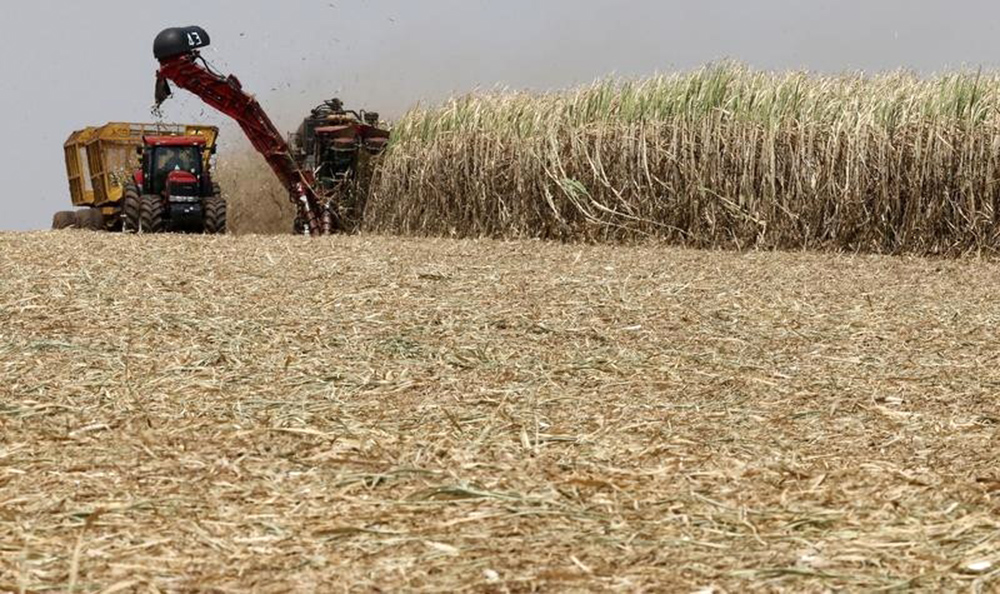 Safra de cana 2015/2016 deve crescer 3,2%, aponta Conab
