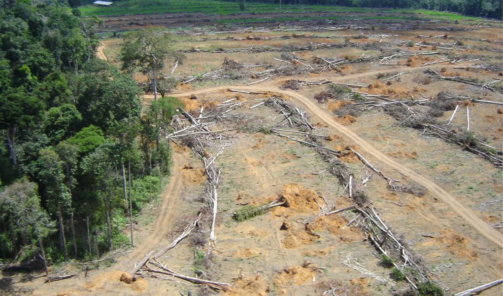 Governo confirma aumento do desmatamento da Amazônia em 2013