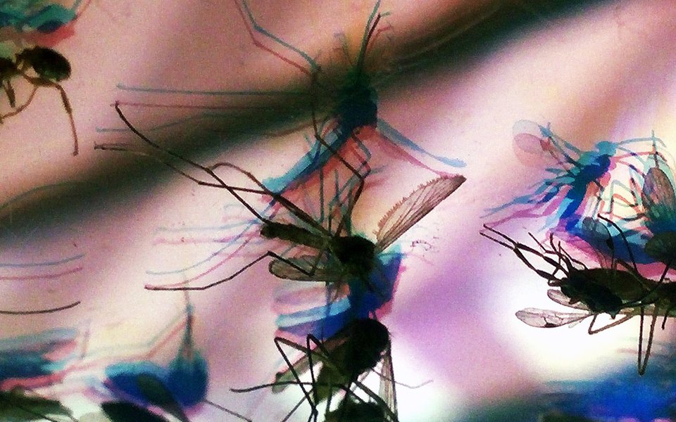 Zika. Impacto na América Latina pode chegar a US$ 18 bilhões