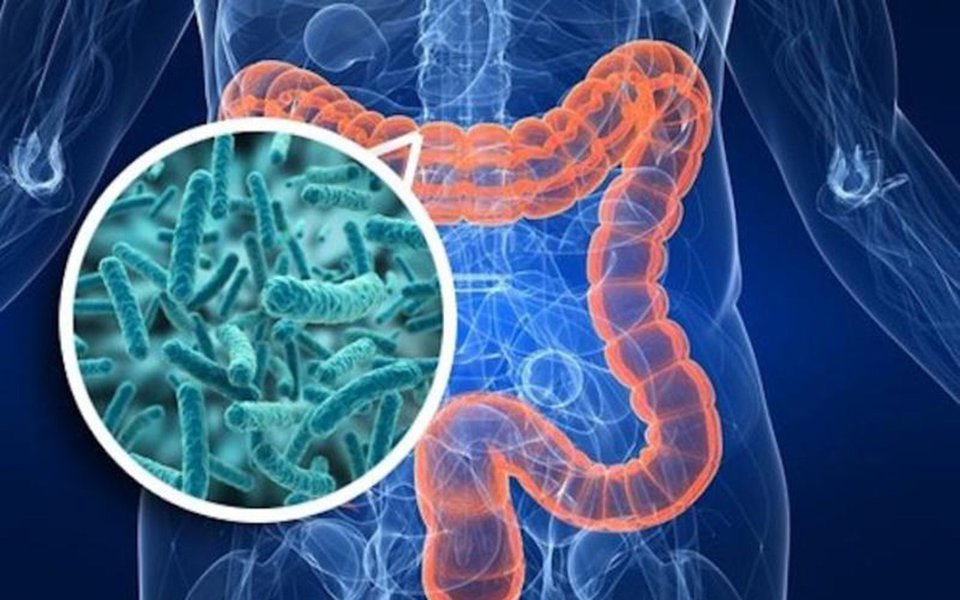 Um zoo na barriga. Bactérias controlam a fome e a saciedade
