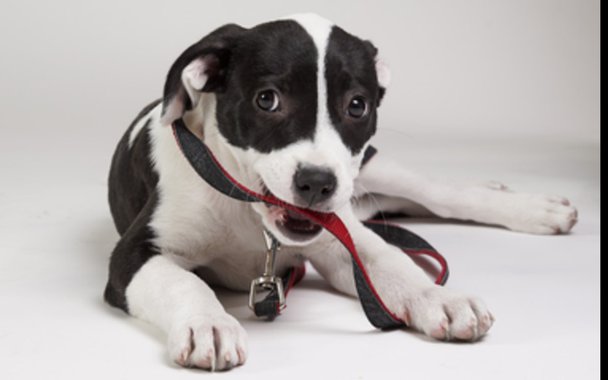 Zooterapia. O cachorro é o melhor amigo do seu coração