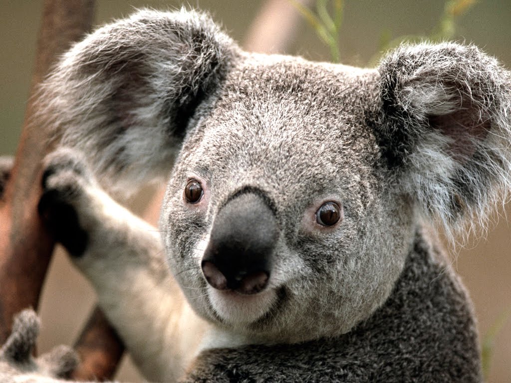Campanha quer atrair mais turistas para a Austrália