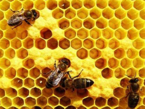 Incubadora abeLLha potencializa o trabalho de novas startups