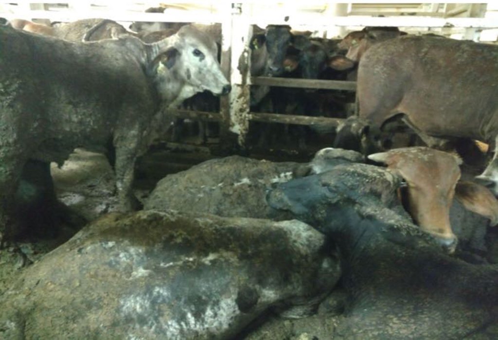 A crueldade animal e o novo golpe da bancada ruralista 
