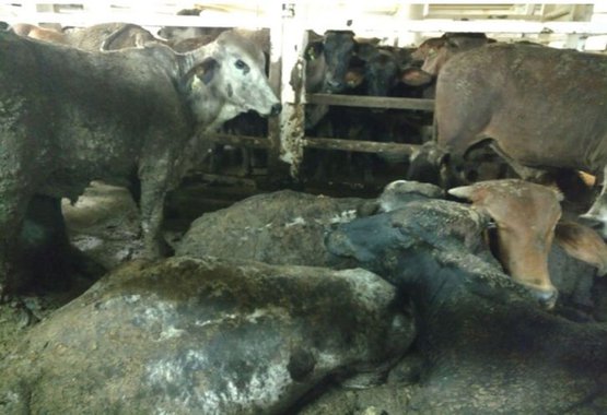 A crueldade animal e o novo golpe da bancada ruralista 